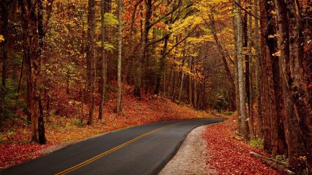 1226380-fall-road-wallpaper-2048x1152-ipad-retina-2029761798.jpg