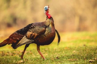 levi_20glines_20wild_20turkey_205.jpg