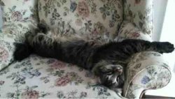 ImageUploadedByTapatalk1422224692.401638.jpg ImageUploadedByTapatalk1422224692.401638.jpg