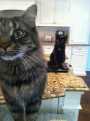 ImageUploadedByTapatalk1422224706.462381.jpg ImageUploadedByTapatalk1422224706.462381.jpg