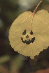 image.jpeg