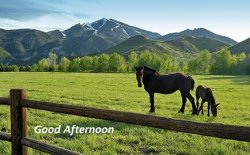 horses-in-meadow.jpg
