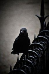 image.jpeg