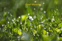 fresh-spring-morning-dew-christina-rollo.jpg