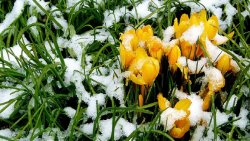 first_day_of_spring_nature_snow_winter_1920x1080_hd-wallpaper-1685265.jpg
