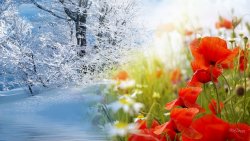 winter-into-spring-1920x1080-wallpaper.jpg
