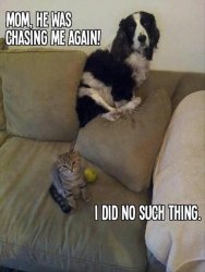 image.jpeg
