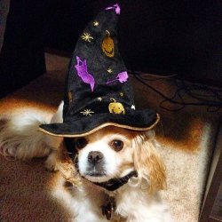 image.jpeg