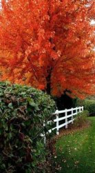 image.jpeg image.jpeg