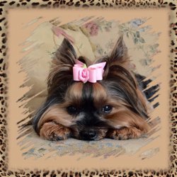 image.jpeg image.jpeg