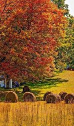 image.jpeg image.jpeg