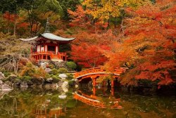 japan's autumn leaves 2.jpg