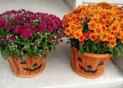 IMG_20160908_084938461 (Medium).jpg