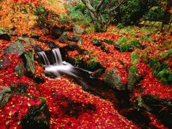 autumn-in-the-japanese-garden-beacon-hill-park-and-the-bright-autumn-wallpaper.jpg