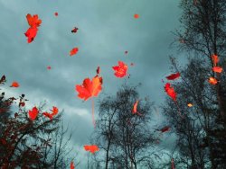 54ebb11ede7da_-_fallingleaves.jpg