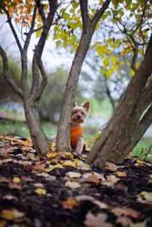 ImageUploadedByTapatalk1430564880.798271.jpg ImageUploadedByTapatalk1430564880.798271.jpg