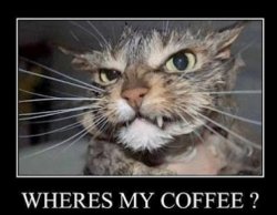 Coffee Cat.jpg