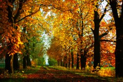 A Golden Autumn Day.jpg