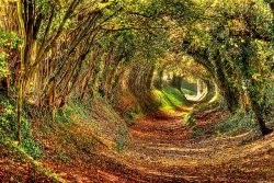 Forest Autumn Fantasy.jpg