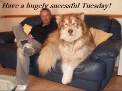 Big Lap Dog.jpg