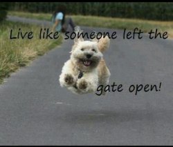 Open gate.jpg