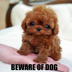 Beware of the Dog.jpg