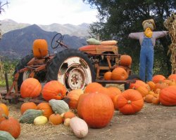Pumpkin Patch.jpg