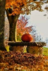 41492-Autumn-Beauty.jpg