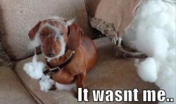 Funny-dog-It-wasnt-me.jpg