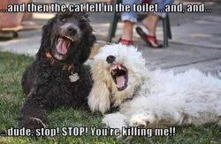 Dog jokes.jpg