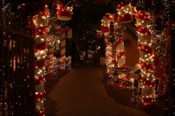 Candy Cane Forest.jpg