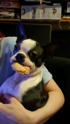 COOKIE.JPG COOKIE.JPG