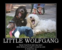 Little Wolfgang.jpg