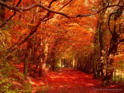 red_autumn_by_sylverface-d6rihq6.jpg