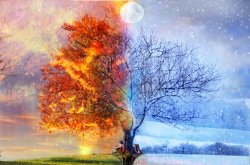autumn-and-winter-tree.jpg