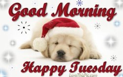 Puppy Tuesday.jpg