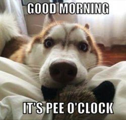 Morning Dog Funny.jpg