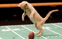 kittenbowl.jpg