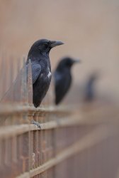 IMG_2016.JPG