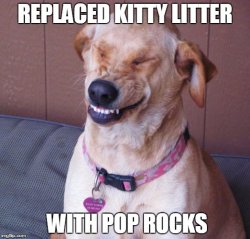 Dog Practical Jokes.jpg