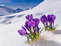 crocus-flower-peeking-up-through-the-snow-spring-southcentral-alaska-403fl-cy0038d001.jpg