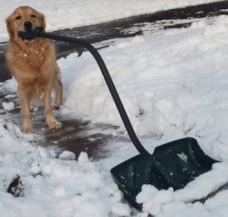 golden shoveling snow.jpg