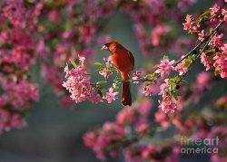 spring-morning-cardinal-nava-jo-thompson.jpg