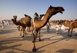 Camel-lot.jpg