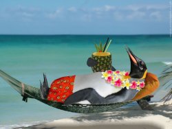 relax-penguin.jpg