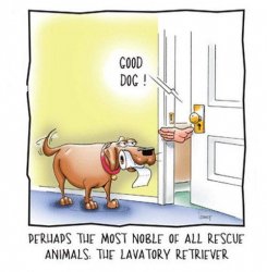 Good-Dog.jpg