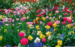 81a6fb198087889cb0b043c6067119b1_springtime-flowers-springtime-flowers-pictures_2560-1600.jpeg