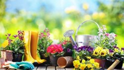 May Flower Time.jpg