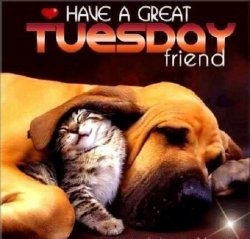 Have A Great Tuesday.jpg