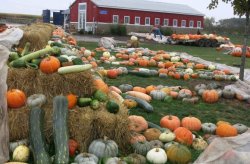 1107_pumpkins-Ackerman-Farms.jpg